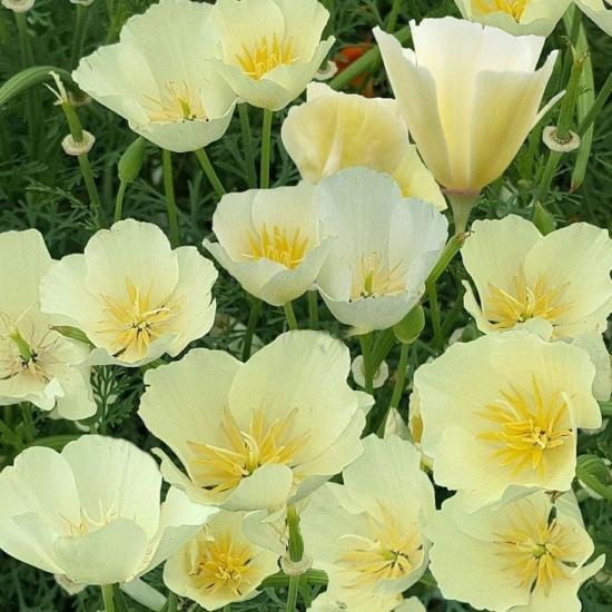 Beyaz Kaliforniya Gelincik Papaver Çiçeği Tohumu(100 tohum)