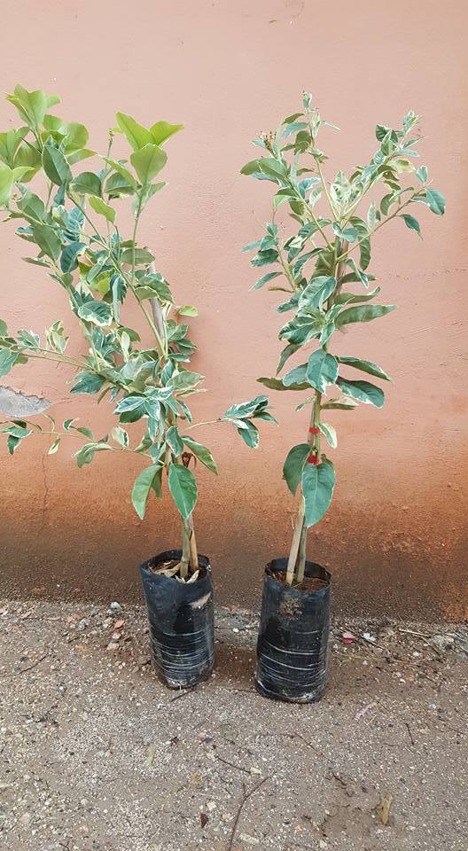 6 Yaş Aşılı  Tropikal Alacalı Limon Fidanı, Torbada