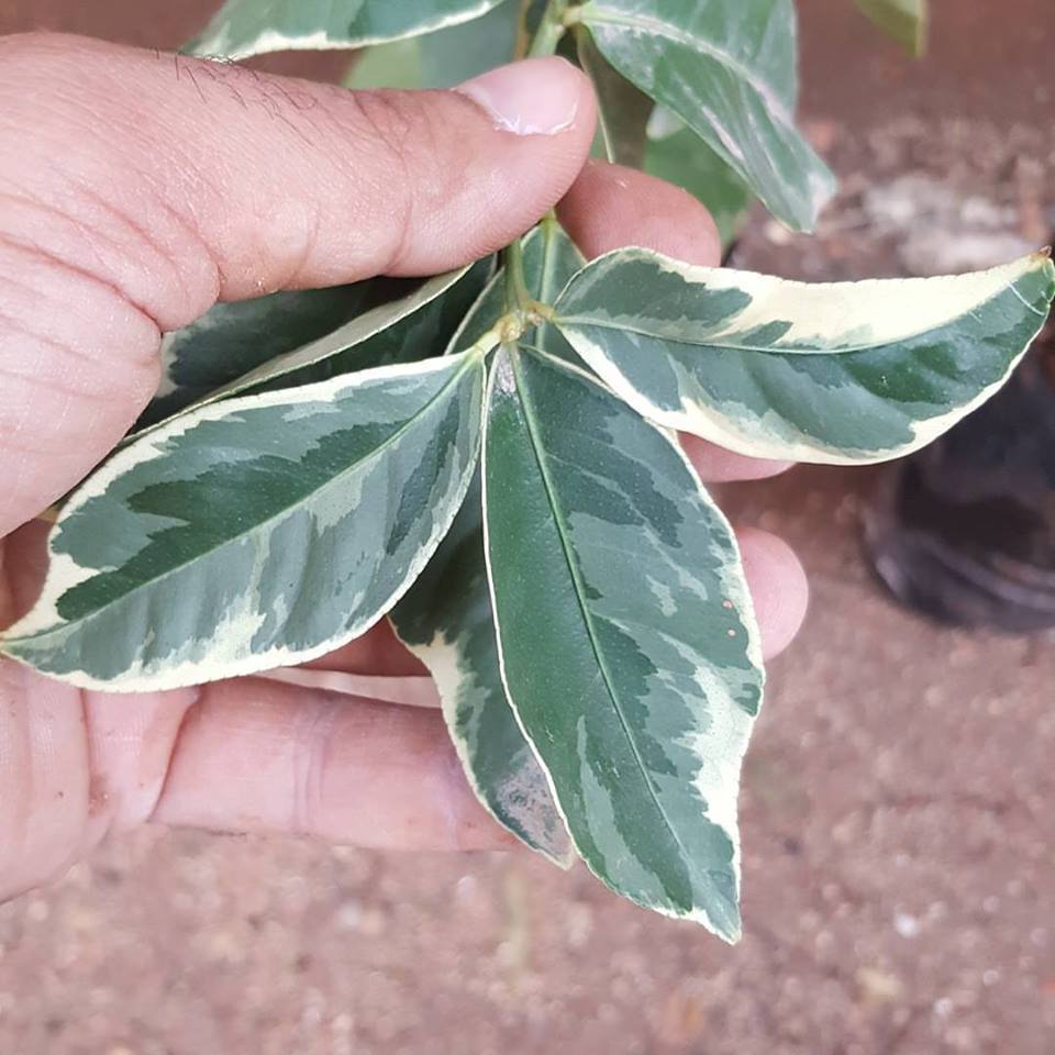 6 Yaş Aşılı  Tropikal Alacalı Limon Fidanı, Torbada