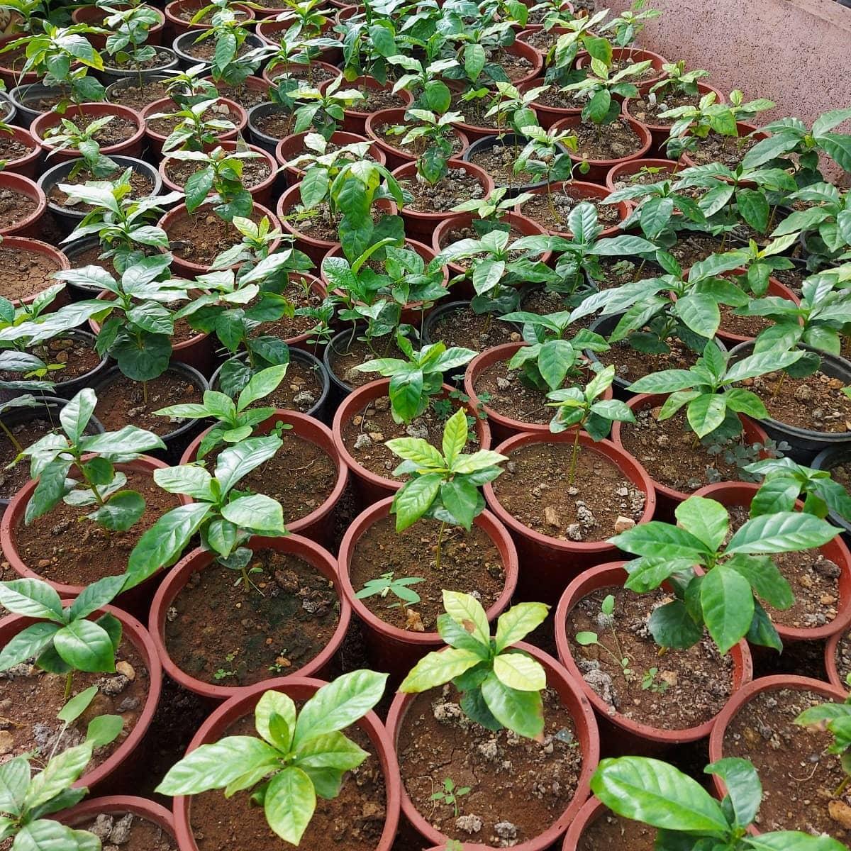 2 Yaş Arabica Kahve Fidesi, Saksıda