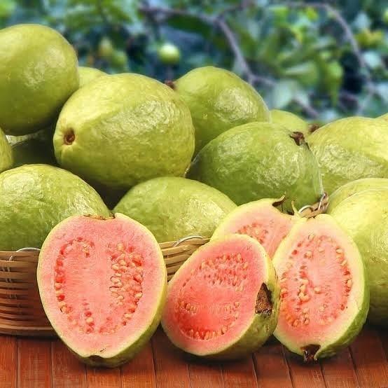 Bodur Pembe Guava Fidanı, Torbada