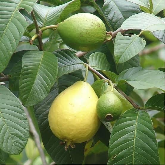 Bodur Sarı Guava Fidanı, Torbada