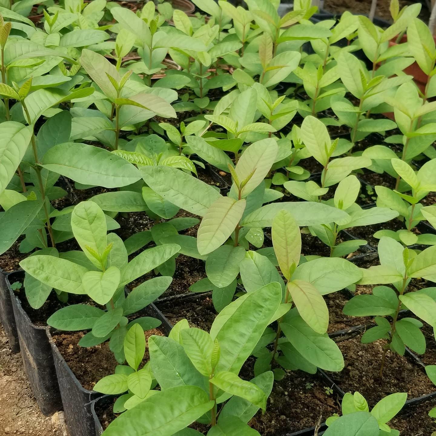 Bodur Sarı Guava Fidanı, Torbada