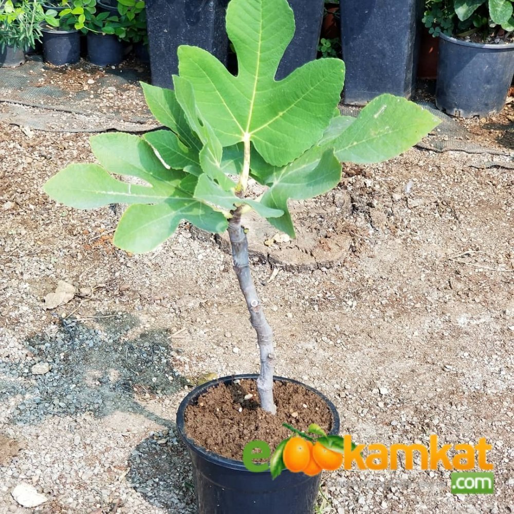 2%20Yaş%20Bonsai%20Bodur%20İncir%20Fidanı,%20Saksıda