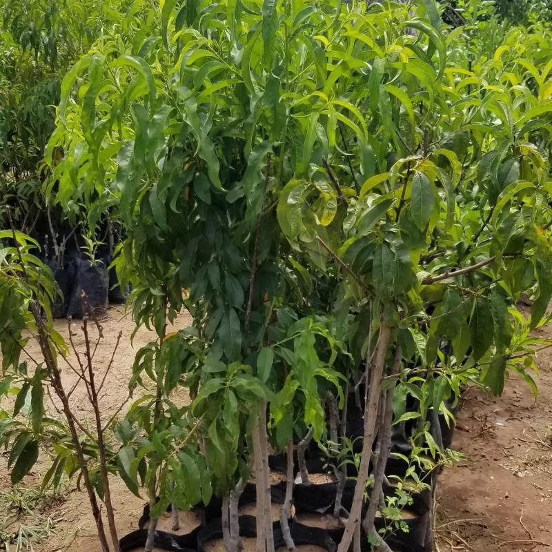 3 Yaş Aşılı, Paraguaya Yassı Şeftali Fidanı, Torbada