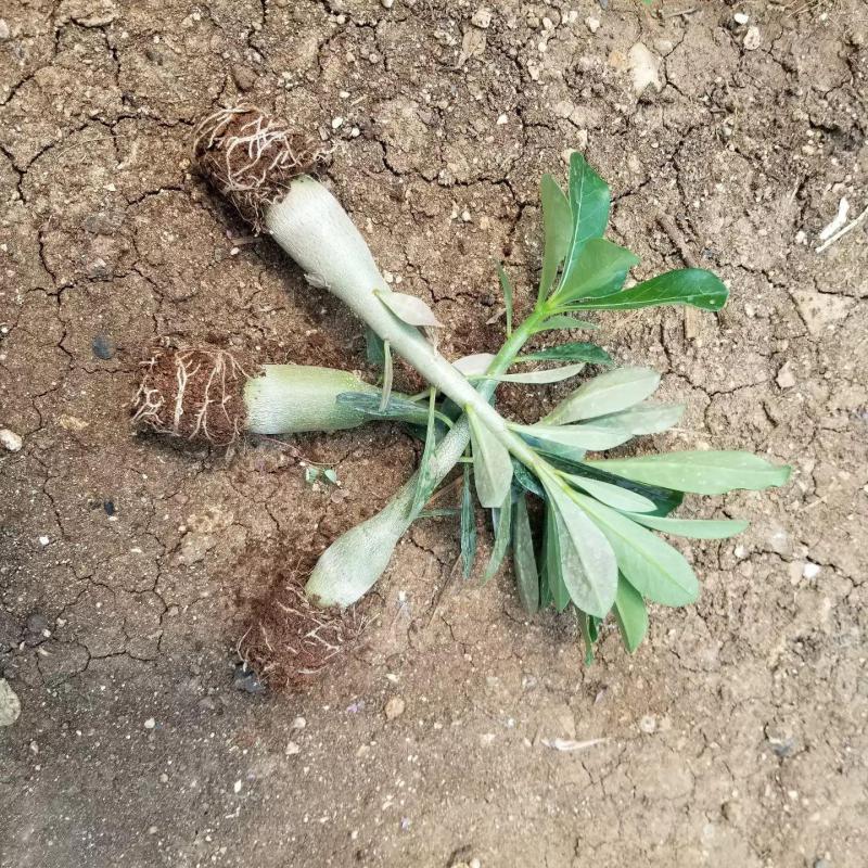 8 Adet Adenium Çöl Gülü Çiçeği Fidanı Pakedi (Mix Karışık)