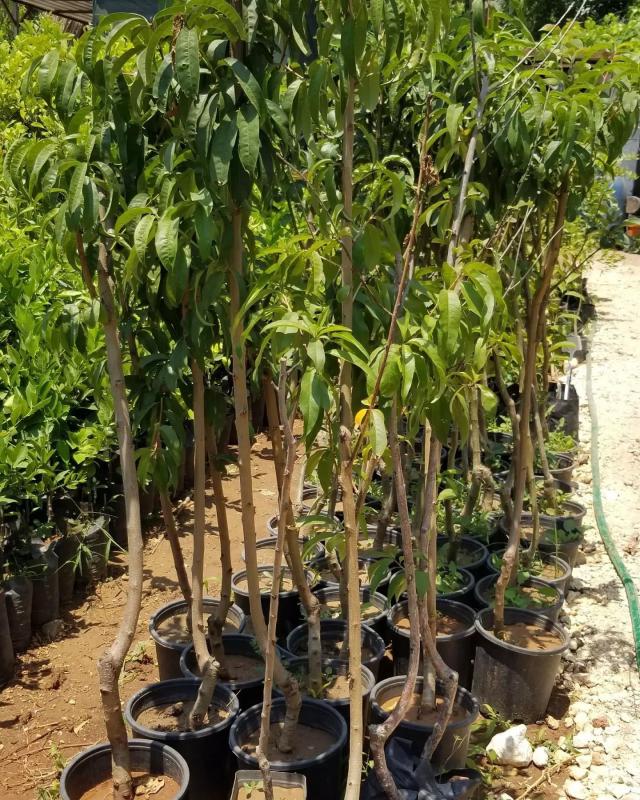 4 Yaş Aşılı BURSA YARMA Şeftali Fidanı, Saksıda