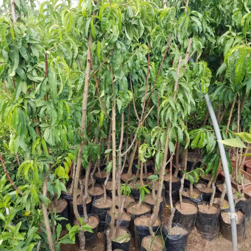 3 Yaş Aşılı Şeftali Fidanı EXTREM JULY, Torbada