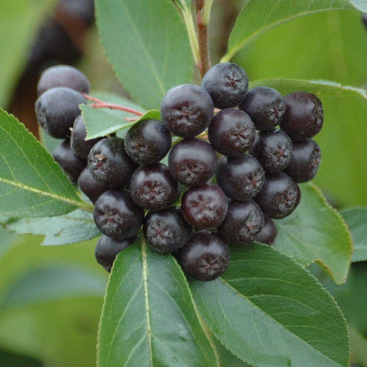 Арония черноплодная. Aronia melanocarpa кустарник. Арония Nero. Арония викинг