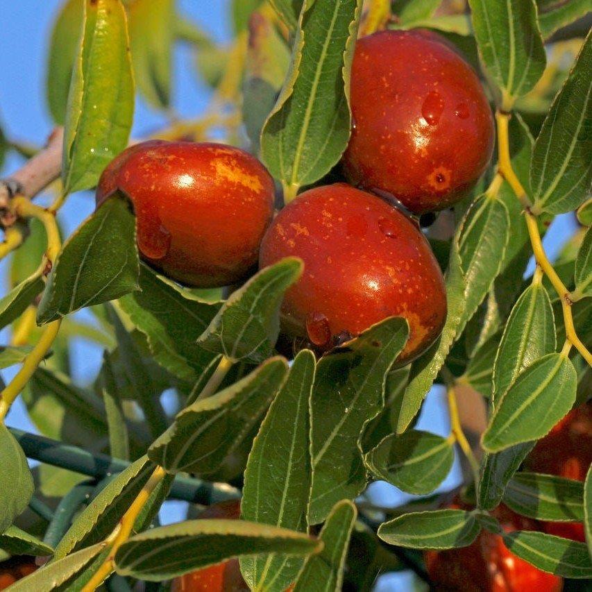 Tüplü Çok İri Taneli Aşılı Hünnap Fidanı(Meyve Verir Yaşta)