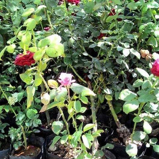 Tüplü Aşılı İri Goncalı Florantina Katmerli Kırmızı Sarmaşık Gül Fidanı