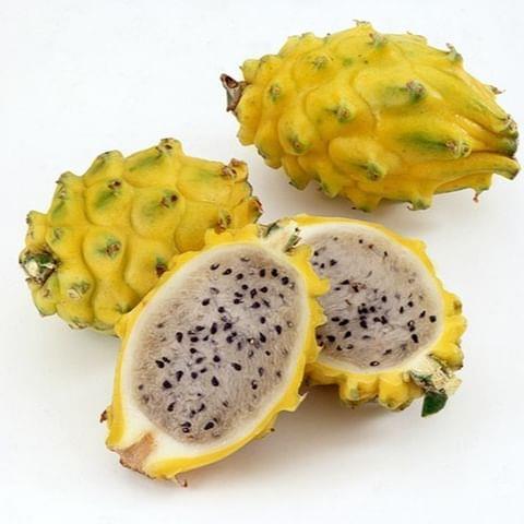COLOMBİA%20YELLOW%20DRAGON%20FRUIT%20(Özel%20Tür)%20Ejder%20Meyvesi%20Pitaya%20Fidanı