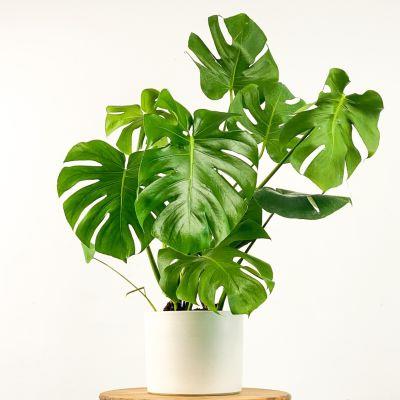 Monstera%20Deliciosa%20Deve%20Tabanı%20Dekoratif%20Saksı%20Hediyeli