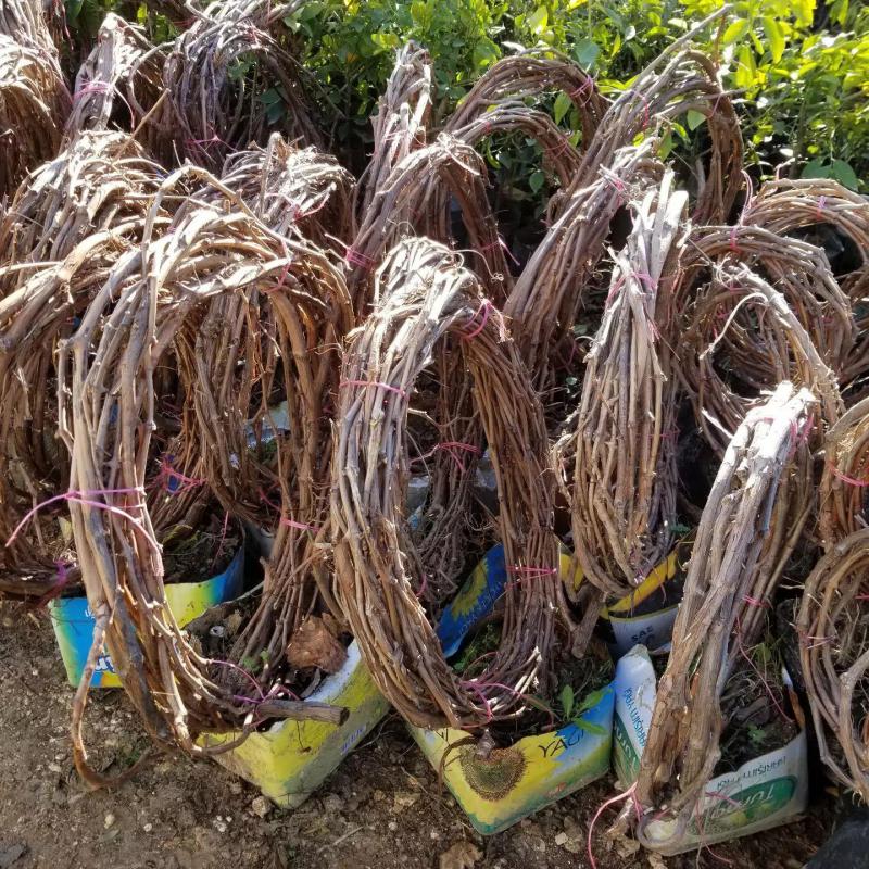 5-8 Metre Boyda Yöresel Foça Karası Cinsi Üzüm Fidanı