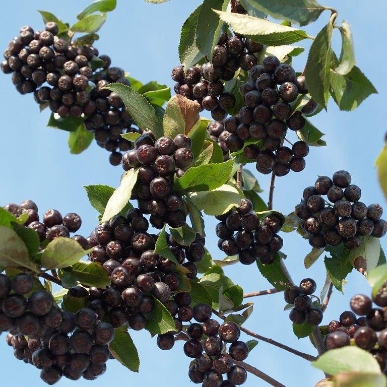 5%20Adet%20Nero%20Siyah%20Aronya%20Aronia%20Chokeberry%20Fidesi%20(10-15%20cm)