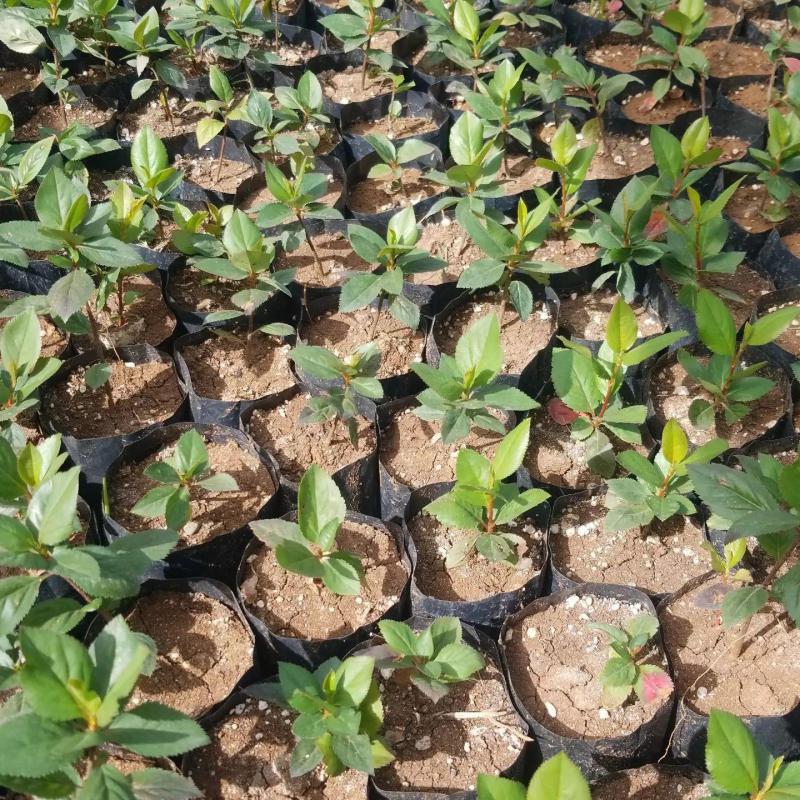 10 Adet Katya Kırmızı Aronya Aronia Fidesi (10-15 cm)