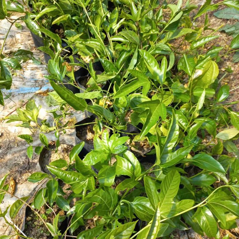 Sarı Meyveli Çarkıfelek Pasiflora Edulis PANAMA GOLD