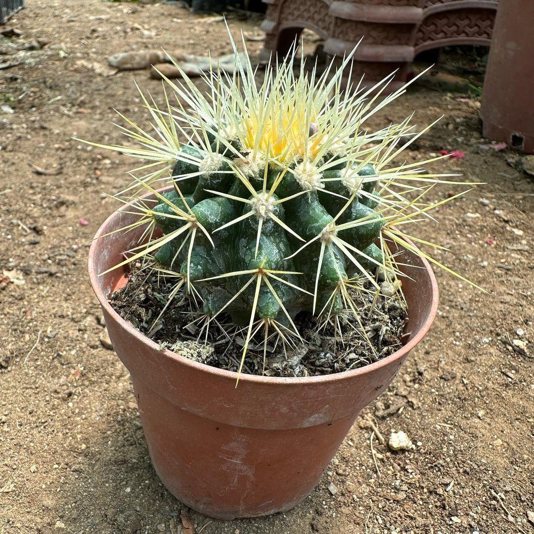 Echinocactus%20Grusonii%20-%20Altın%20Fıçı%20Kaktüsü%20(8%20lik%20Saksıda)