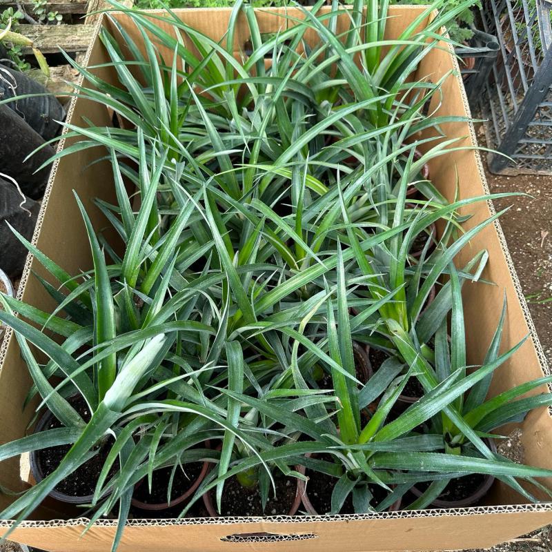 Saksıda%20Ananas%20Meyvesi%20Fidanı%20(Del%20Monte%202%20Cinsi)