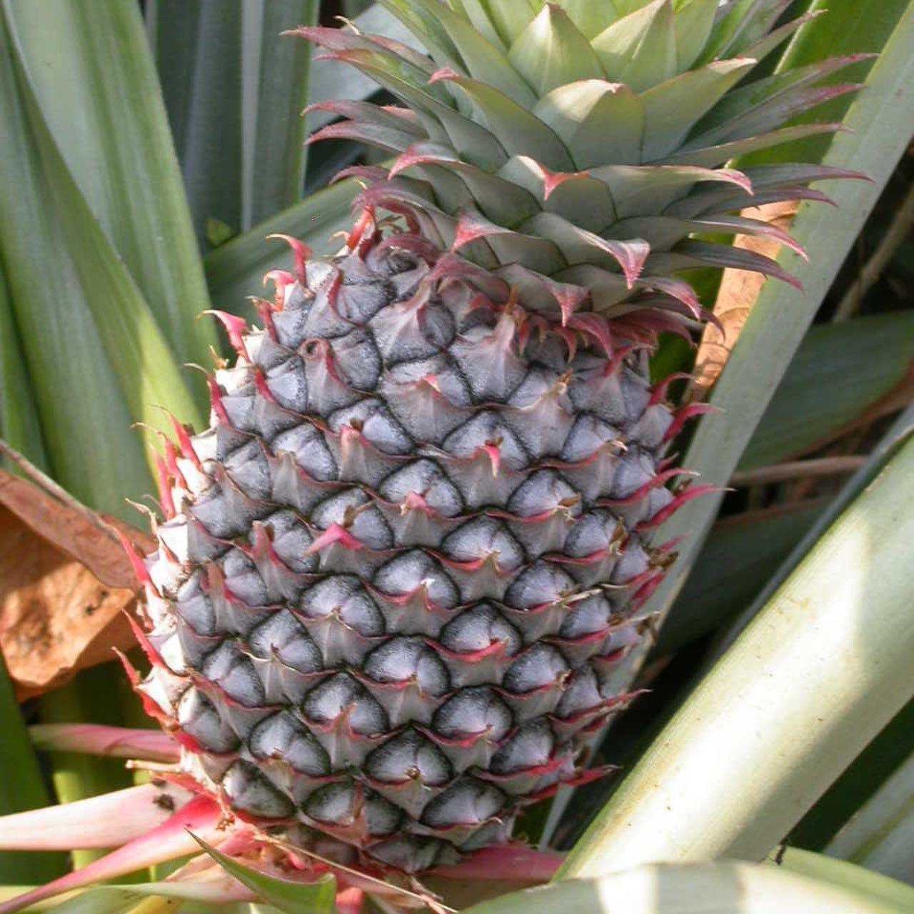 Saksıda%20Ananas%20Meyvesi%20Fidanı%20(Abacaxi%20Cinsi)