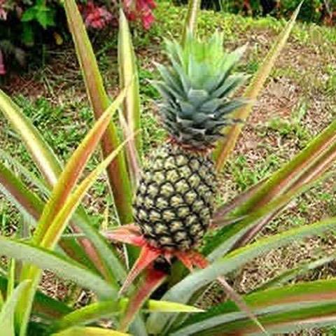 Saksıda%20Ananas%20Meyvesi%20Fidanı%20(Sugarloaf%20Cinsi)