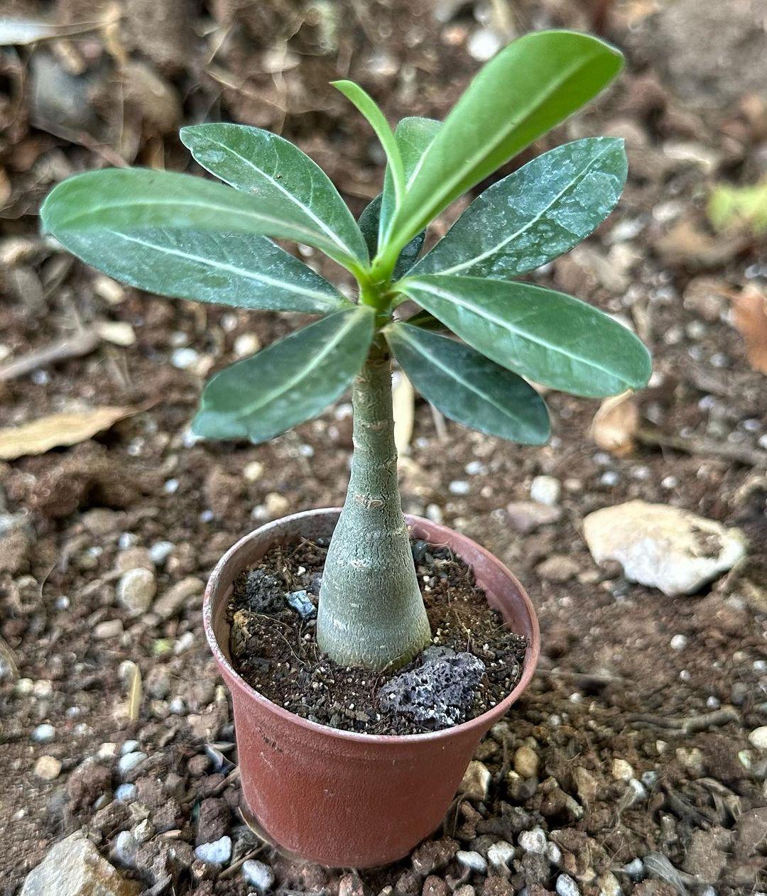 10%20Adet%205.5%20Luk%20Saksıda%20Adenium%20Çöl%20Gülü%20Çiçeği%20Fidanı%20Pakedi%20(Mix%20Karışık)