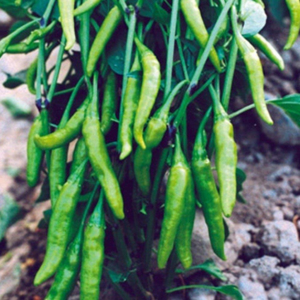 Aşağı Bakan Cin Biber Tohumu 5 gr Paket