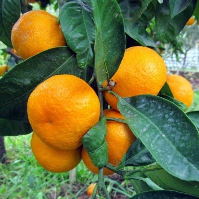 Çekirdeksiz Tüplü Yarı Bodur Bodrum Mandalinası