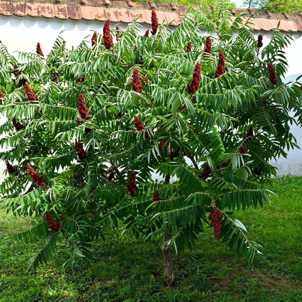 Doğal%20Sumak%20Tohumu%20(20%20adet)