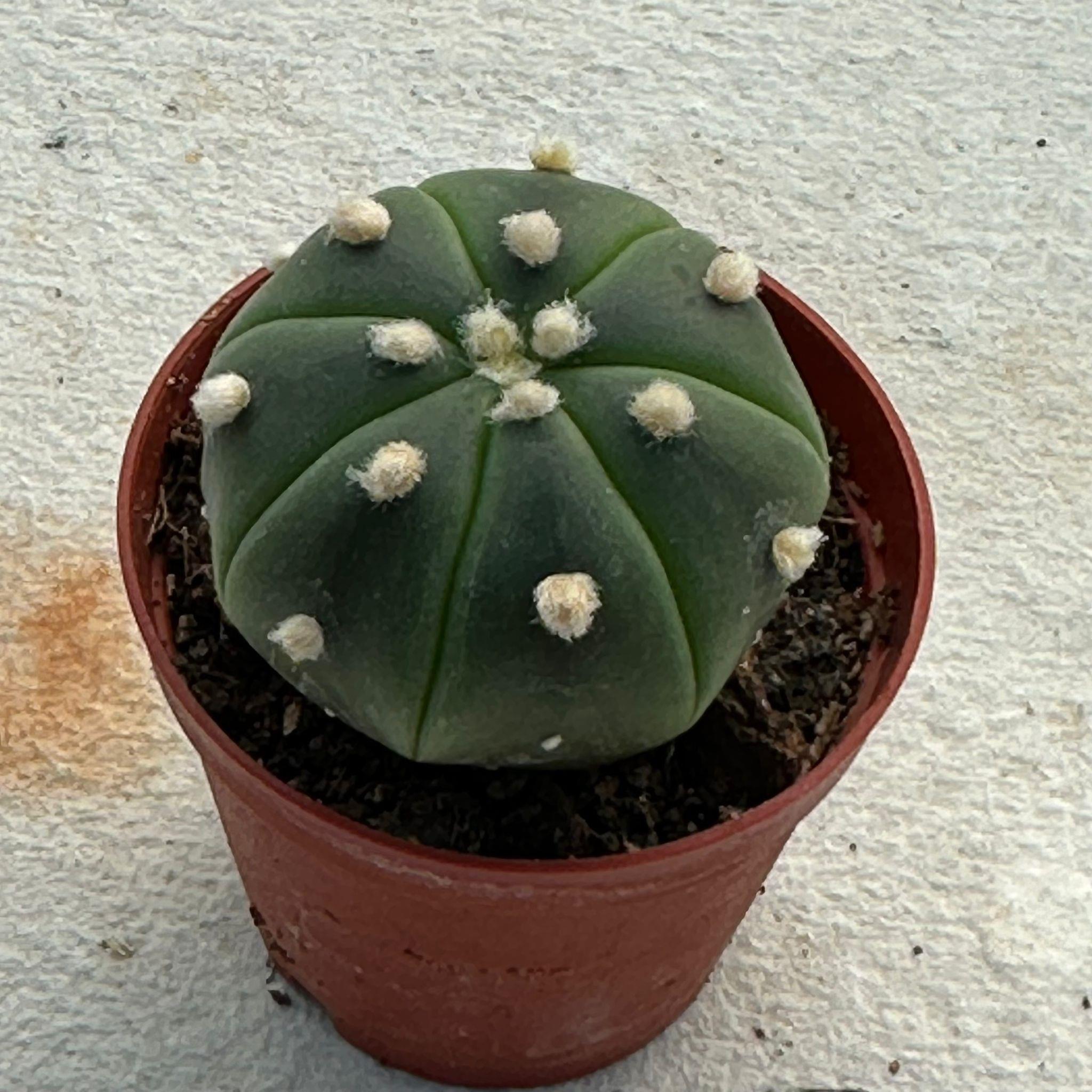 5.5%20lik%20Saksıda%20Echinopsis%20Subdenudata%20(Paskalya%20Zambağı)%20Kaktüsü