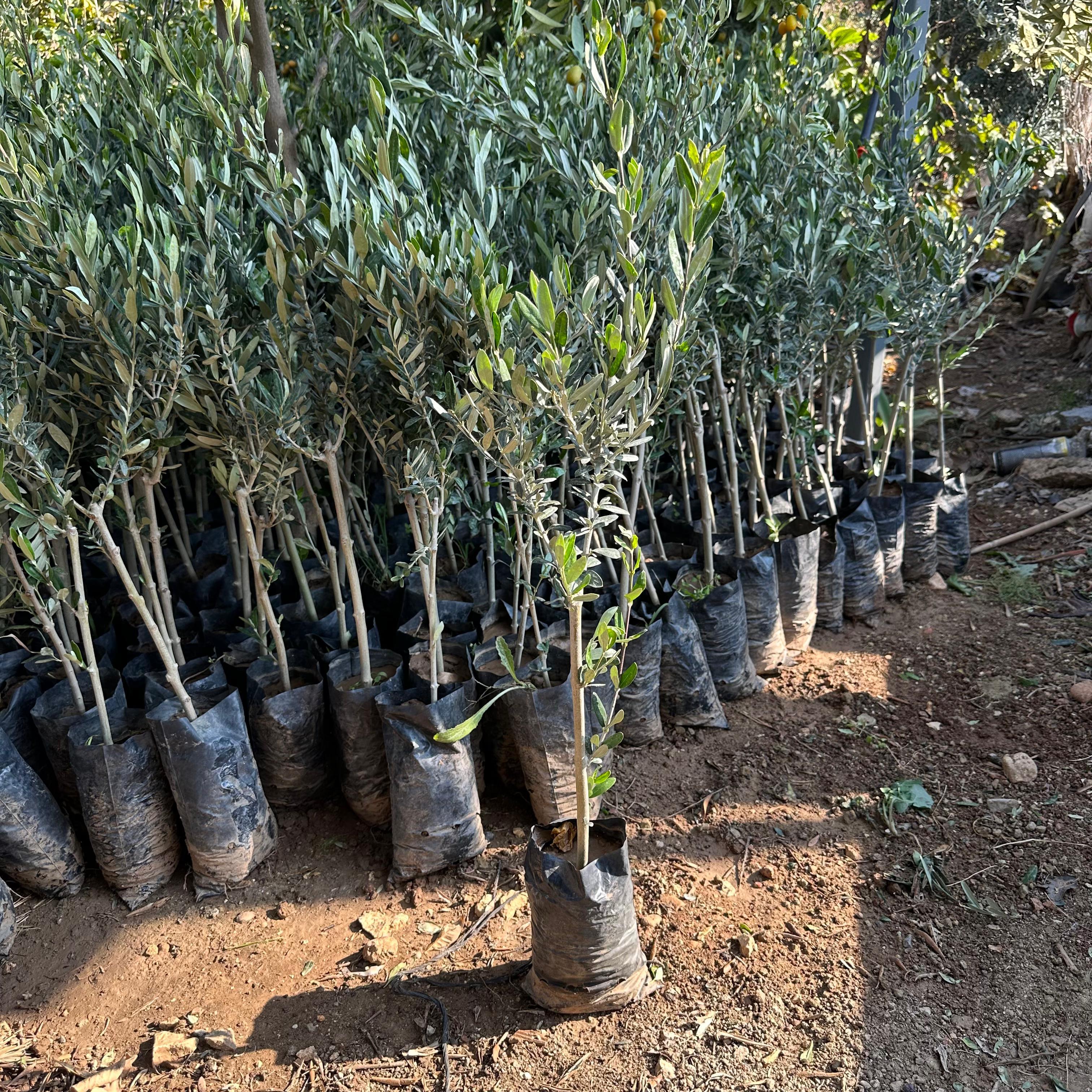 Sıkımlık ve Sofralık Tüplü Mersin Sivri Zeytini Fidanı