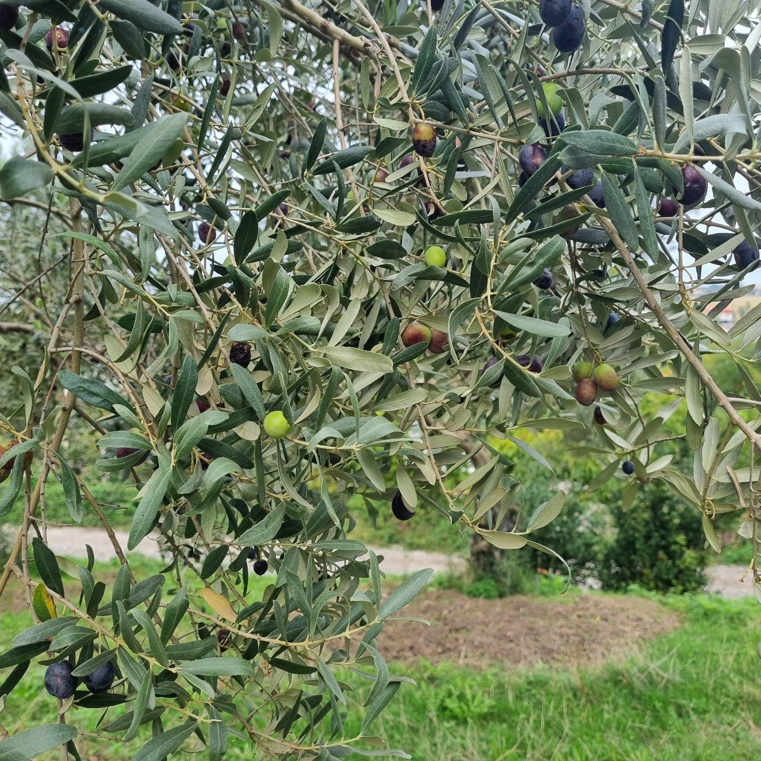 Tüplü%20Yemelik%20ve%20Sıkımlık%20Samsun%20Zeytini%20Fidanı