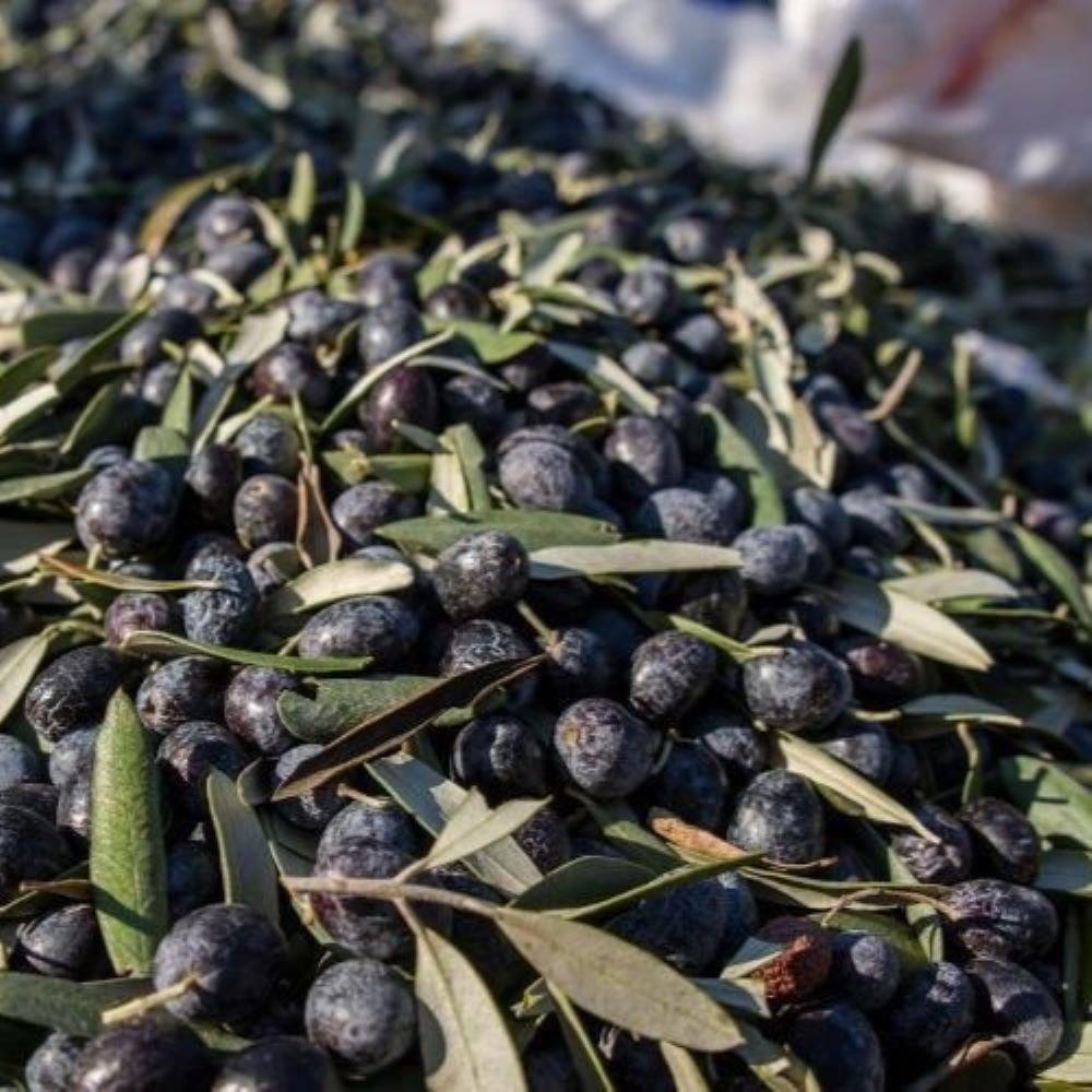 Yağlık%20ve%20Yemelik%20Tüplü%20Elazığ%20Zeytini%20Fidanı