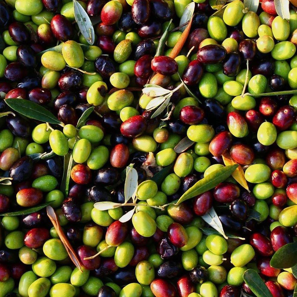 Tüm%20İklimlere%20Uygun%20Tüplü%20Sofralık%20ve%20Sıkımlık%20Ordu%20Zeytini%20Fidanı