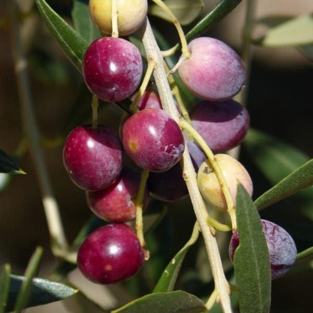 Sınırlı%20Stok%20Tüplü%20Kalamata%20Zeytini%20(Yunan%20Menşei)%20Fidanı