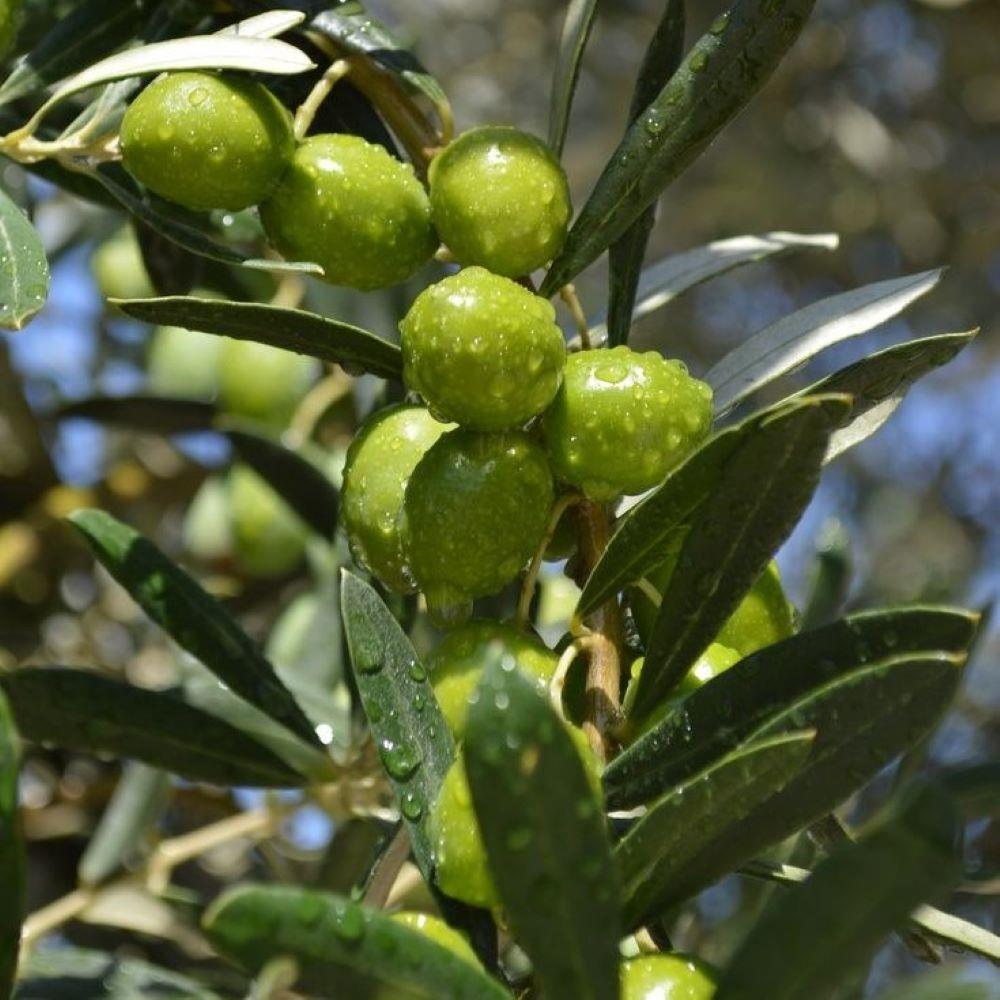 Yağlık ve Sofralık Tüplü Portekiz Menşei – Galega Zeytini Fidanı