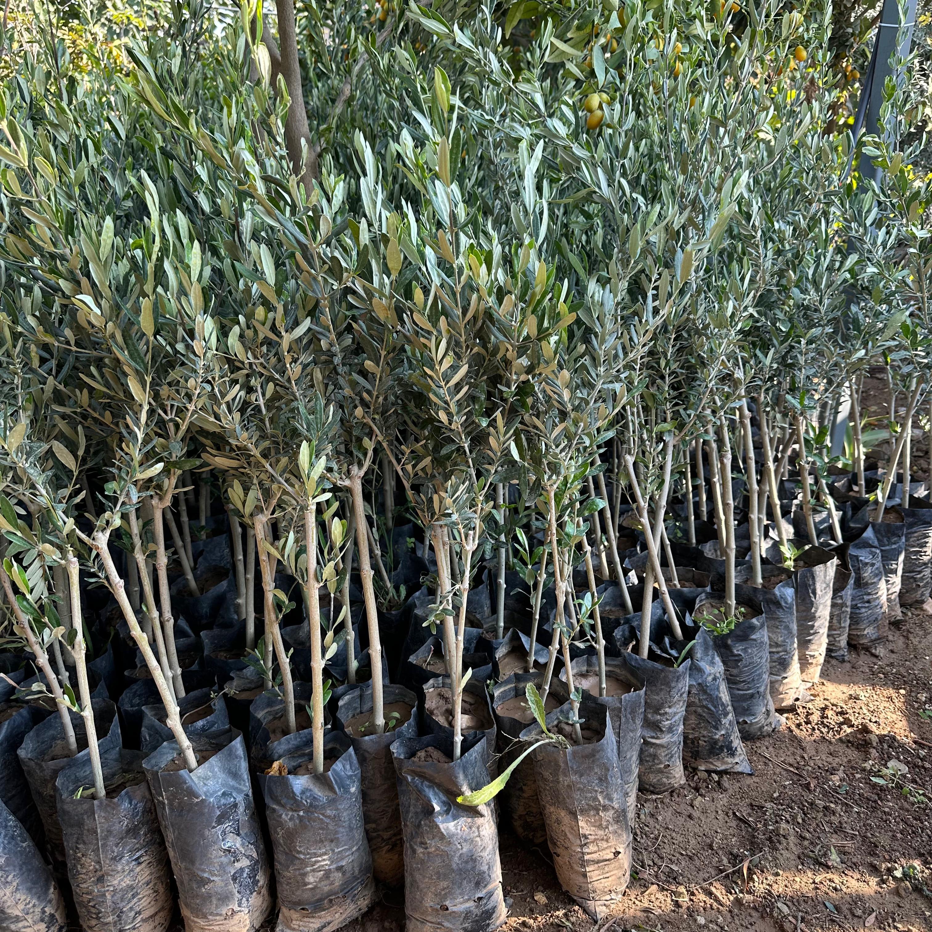 Yağlık ve Sofralık Tüplü Portekiz Menşei – Galega Zeytini Fidanı