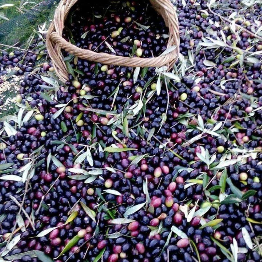 Sofralık%20ve%20Sıkımlık%20Tüplü%20Suriye%20Menşei%20–%20Baladi%20Zeytini%20Fidanı