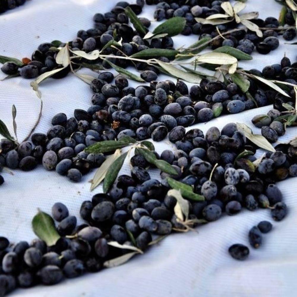 Tüplü%20Sınırlı%20Üretim%20Cezayir%20Menşei%20–%20Sigoise%20Zeytini%20Fidanı