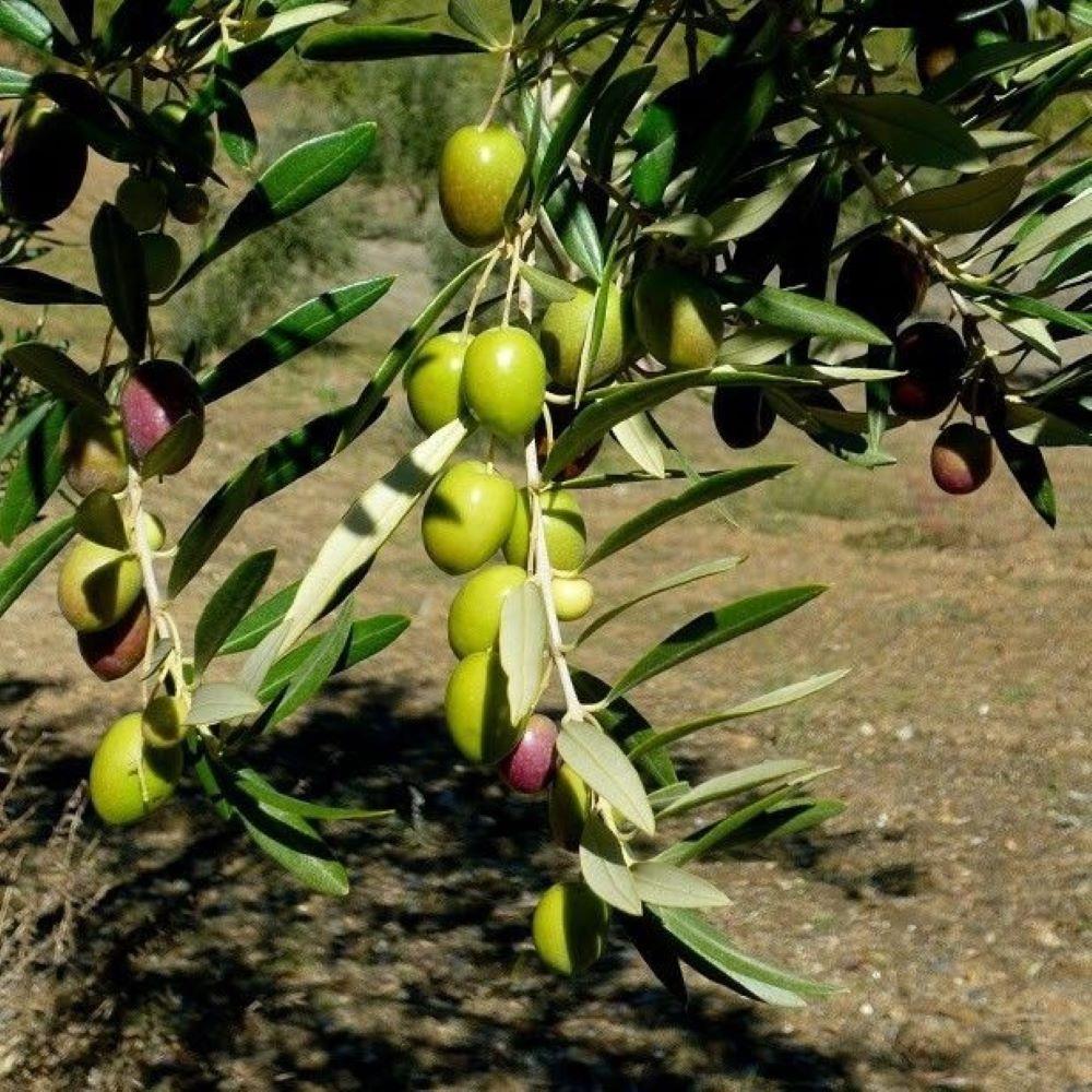Tüplü%20Yabancı%20Menşei%20Fas%20-%20Picholine%20Marocaine%20Zeytini%20Fidanı