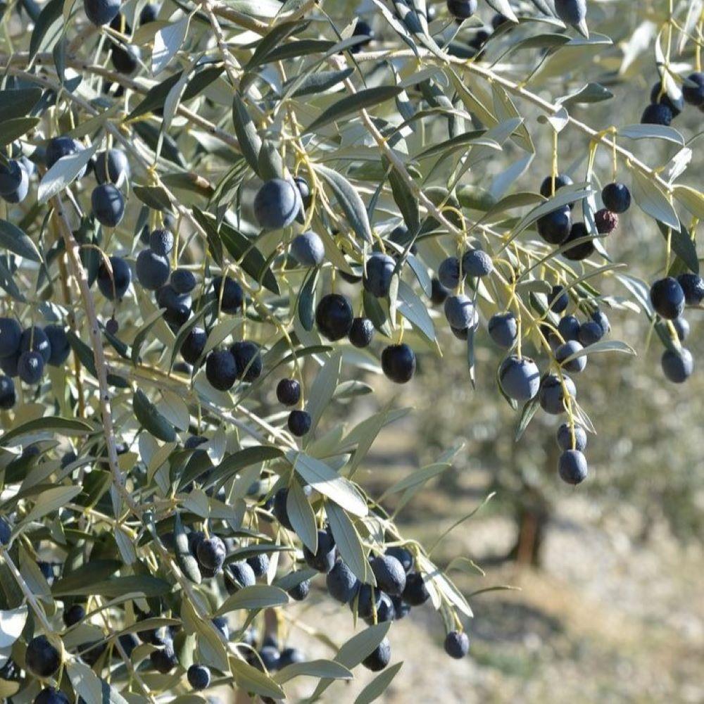 Tüplü%20Yabancı%20Menşei%20Yağlık%20ve%20Sıkımlık%20Avustralya–Ligurian%20Zeytini%20Fidanı