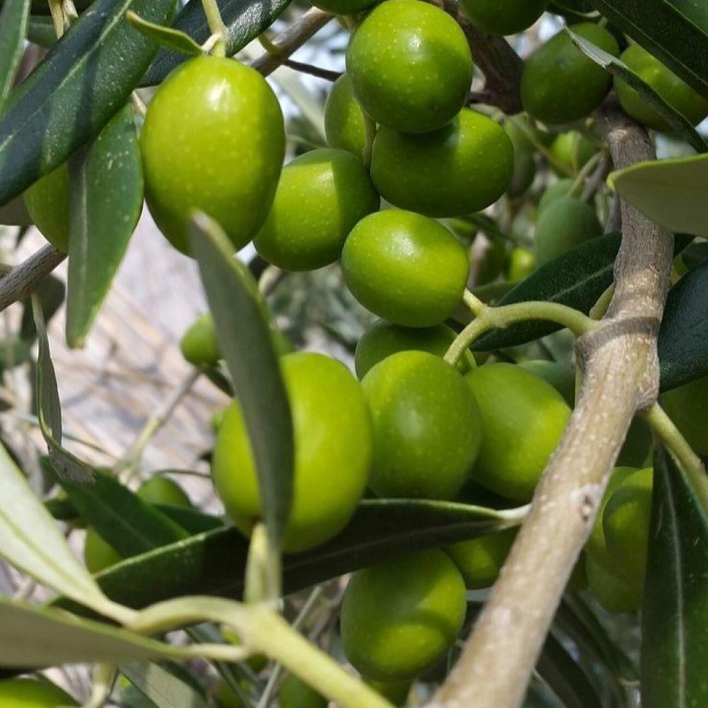 Özel%20Üretim%20Tüplü%20Şili%20Menşei%20-%20Frantoio%20Zeytini%20Fidanı