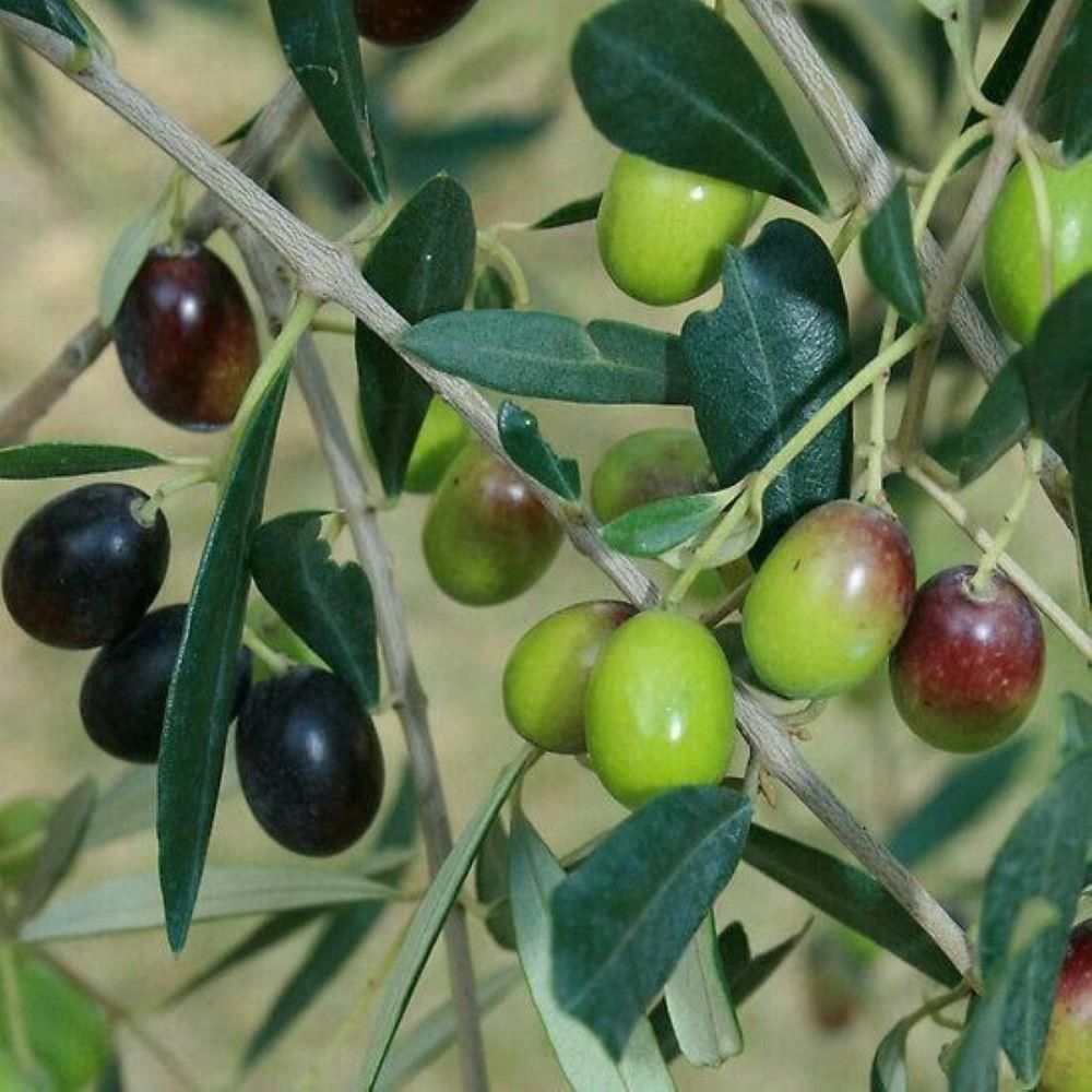 Tüplü%20İthal%20Sofralık%20ve%20Sıkımlık%20Yeni%20Zelanda%20Menşei-%20Leccino%20Zeytini%20Fidanı