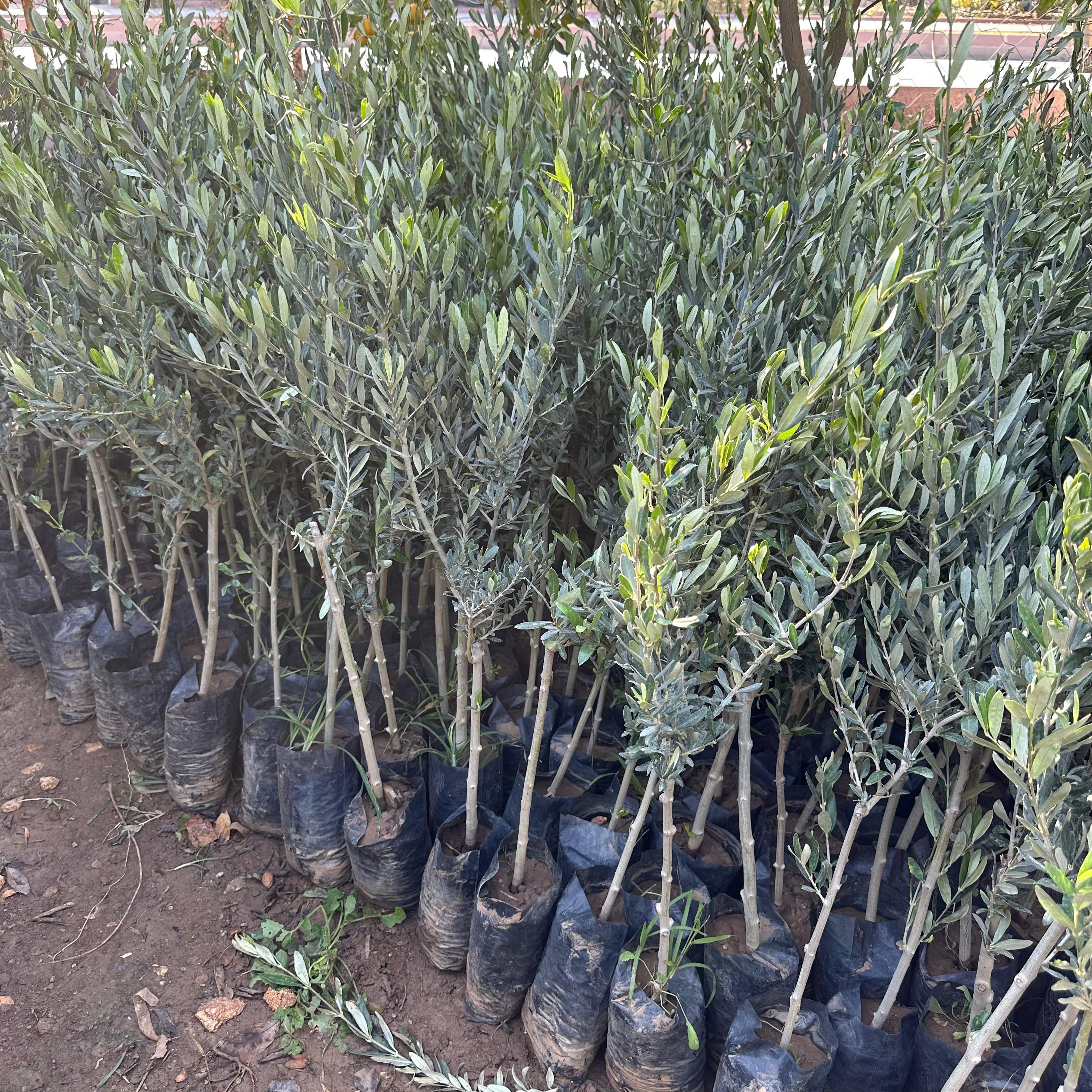 Tüplü%20İthal%20Sofralık%20ve%20Sıkımlık%20Yeni%20Zelanda%20Menşei-%20Leccino%20Zeytini%20Fidanı
