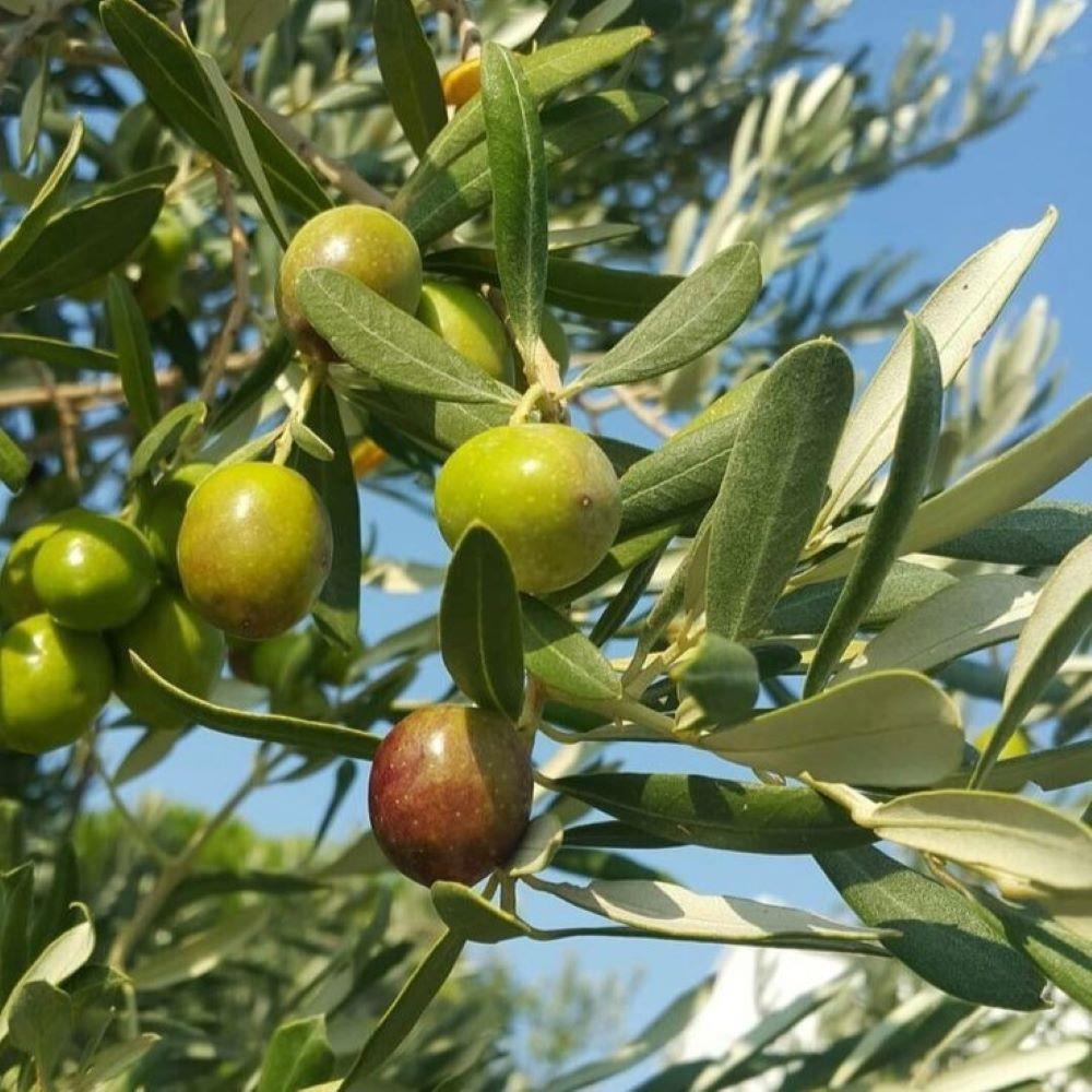 Tüplü%20Sınırlı%20Üretim%20Barnea%20Zeytini%20(İsrail)%20Fidanı