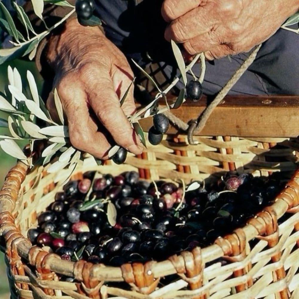 Tüplü%20İran%20Menşei%20Geleneksel%20Shangi%20Zeytini%20Fidanı