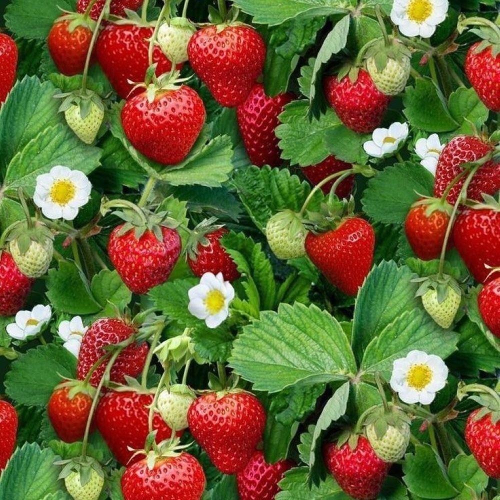 Doğal%2010%20Adet%20Tüplü%20Portala%20Çilek%20Fidesi