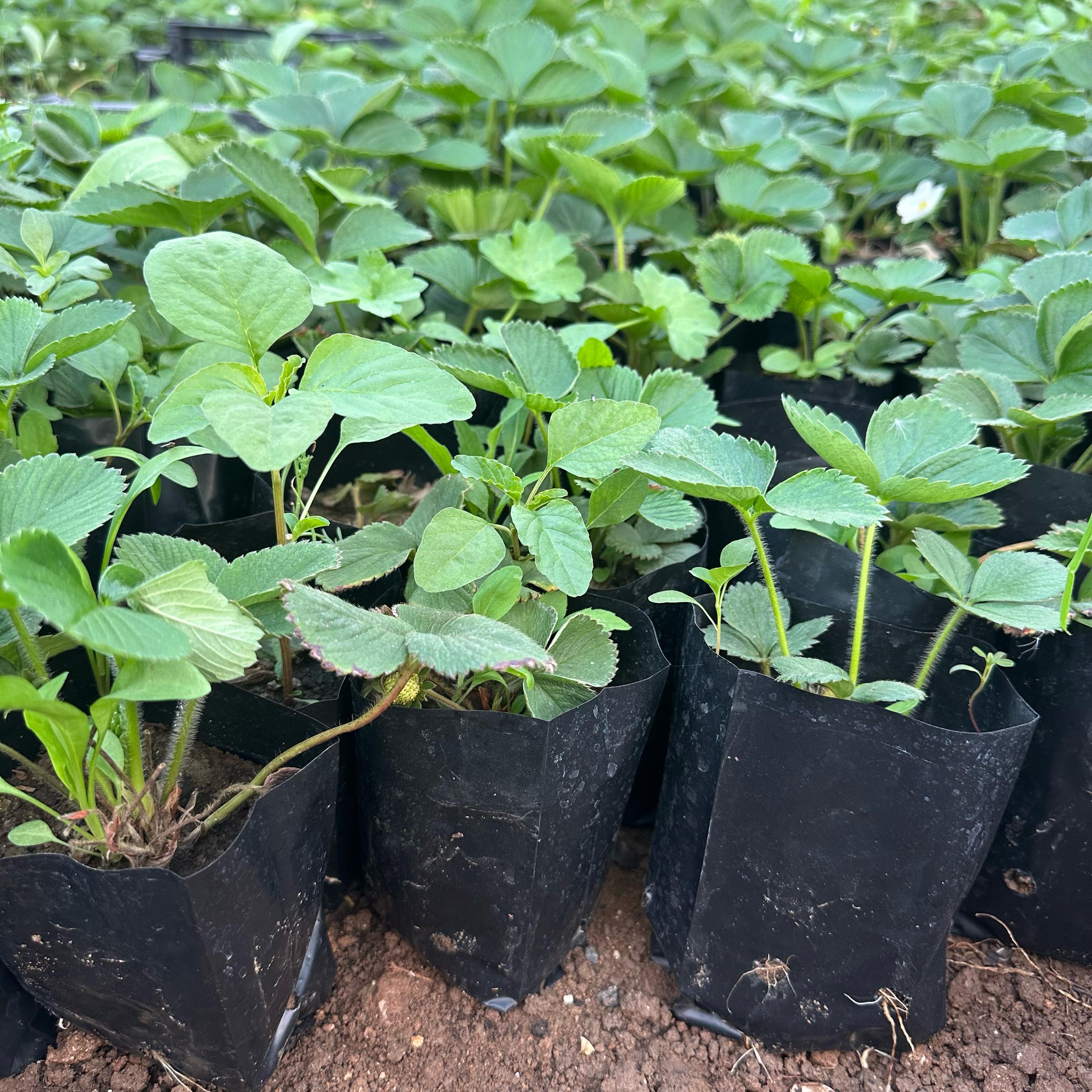 Natural%20Tüplü%205%20Adet%20Tüplü%20Rubigem%20Çilek%20Fidesi