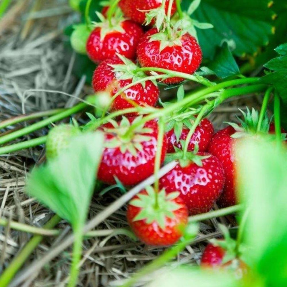 10%20Adet%20Tüplü%20Rubigem%20Çilek%20Fidesi