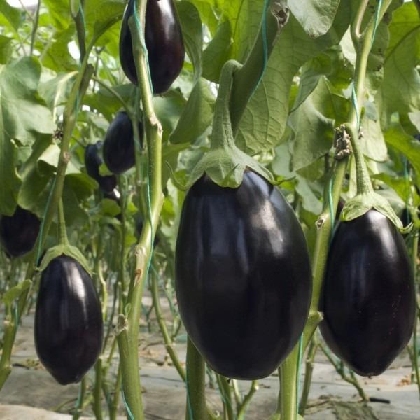 5’li%20Paket%20Tüplü%20Hibrit%20Topan%20Patlıcan%20Fidesi